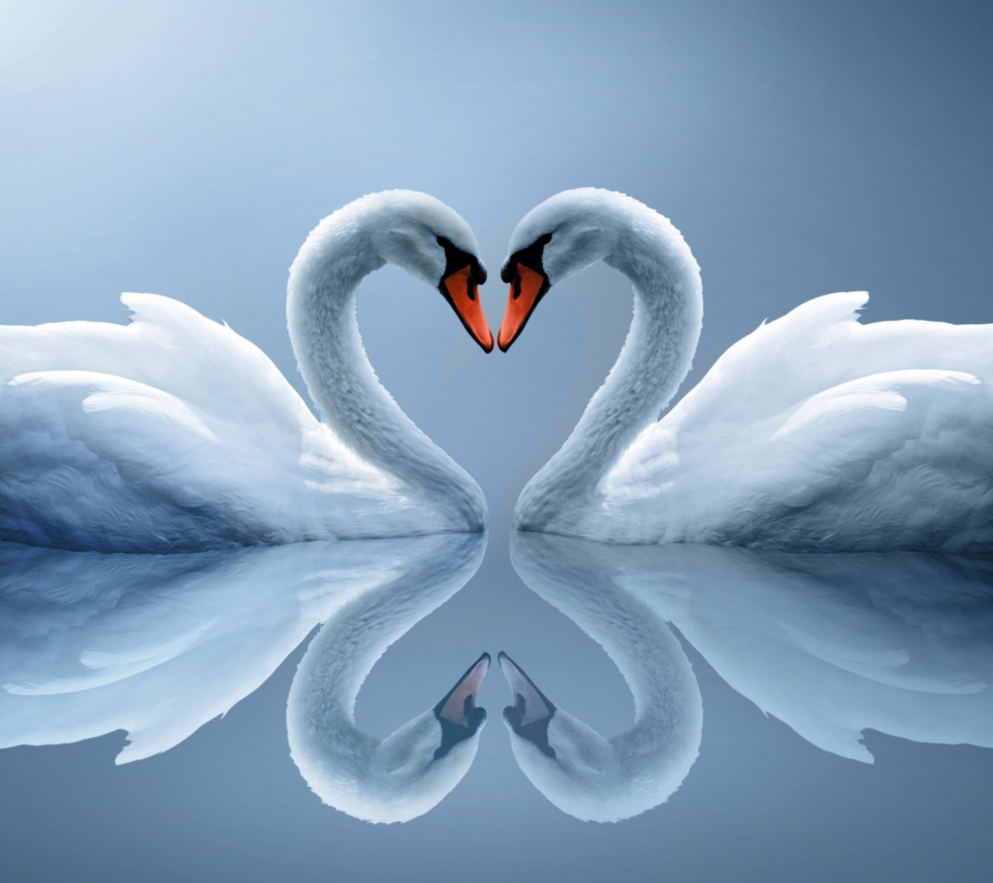 Обои Swans Couple 1440x1280