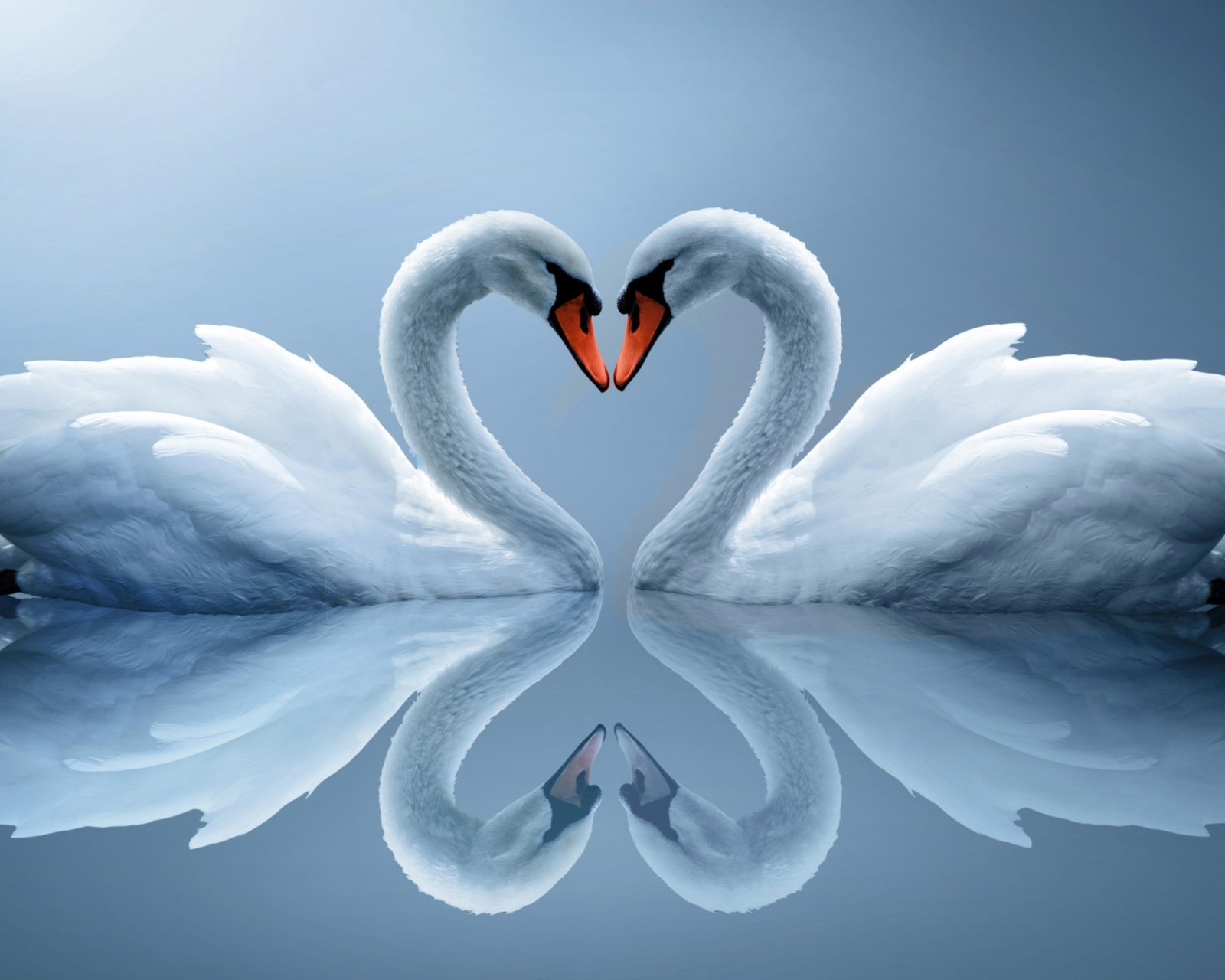 Swans Couple wallpaper 1600x1280
