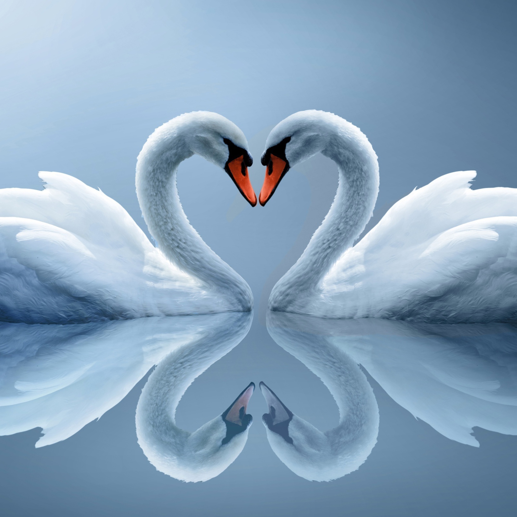Das Swans Couple Wallpaper 2048x2048