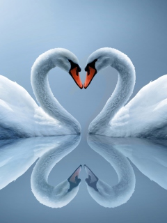 Das Swans Couple Wallpaper 240x320