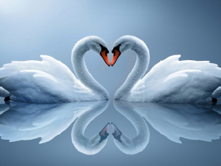 Screenshot №1 pro téma Swans Couple 320x240