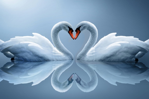 Fondo de pantalla Swans Couple 480x320