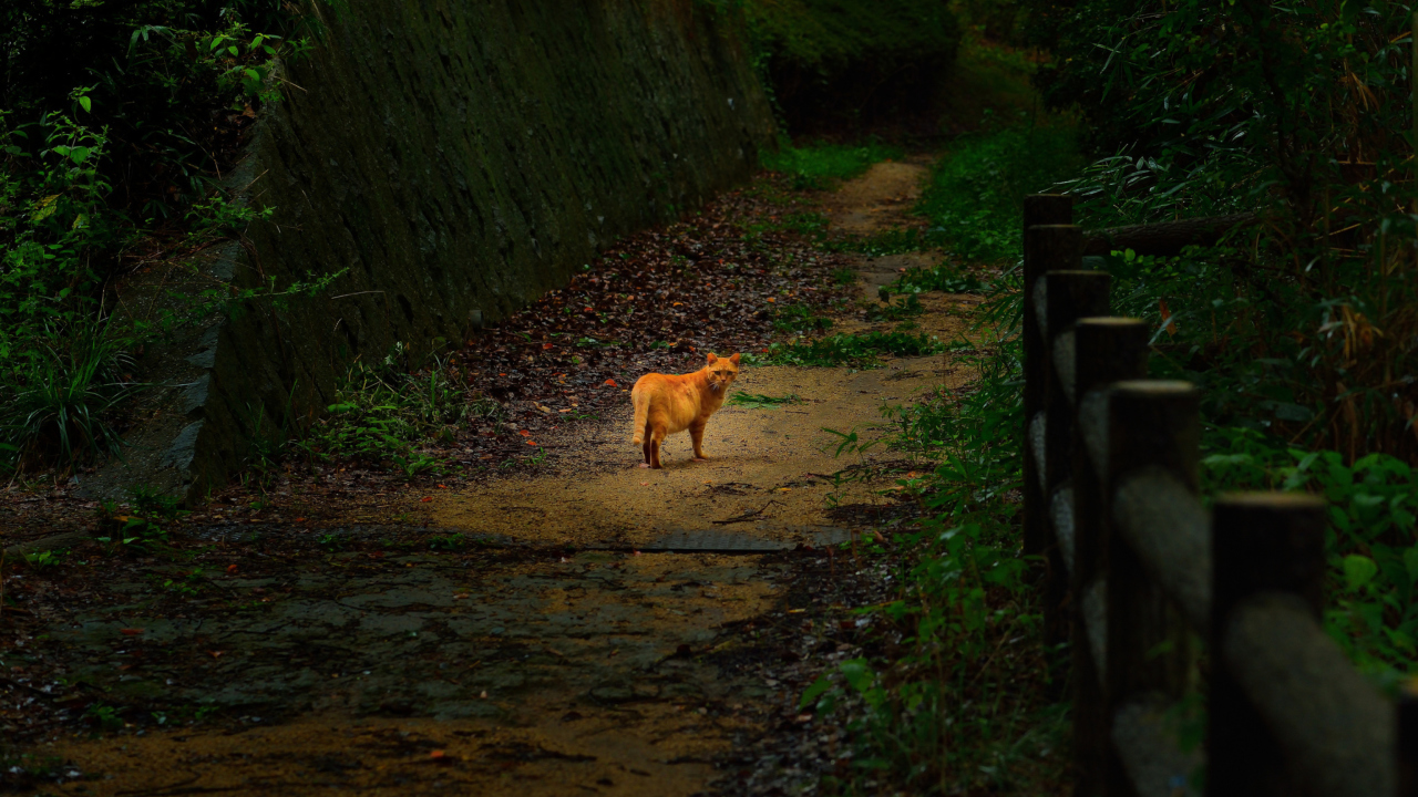 Sfondi Golden Cat Walking In Forest 1280x720