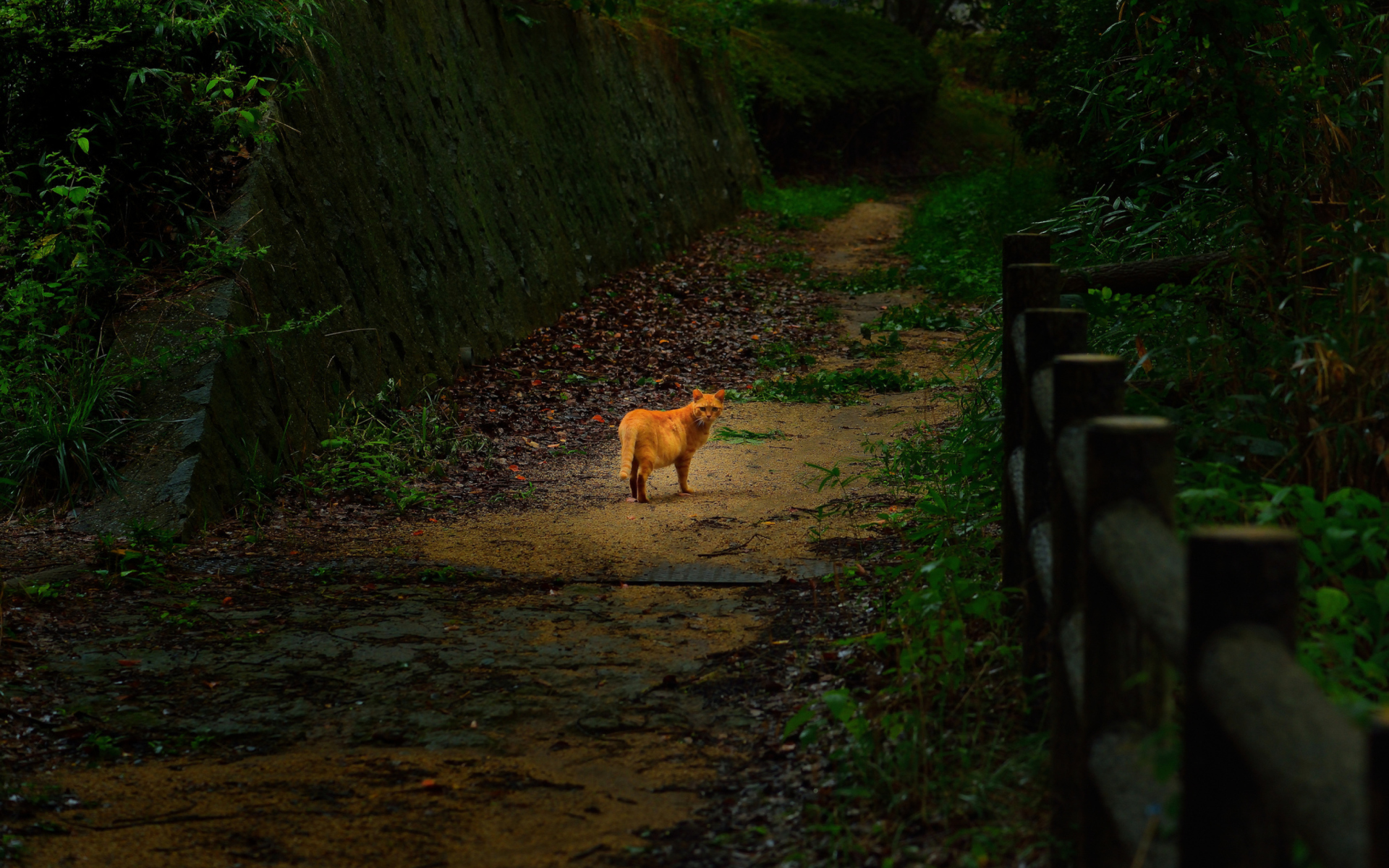 Sfondi Golden Cat Walking In Forest 1920x1200
