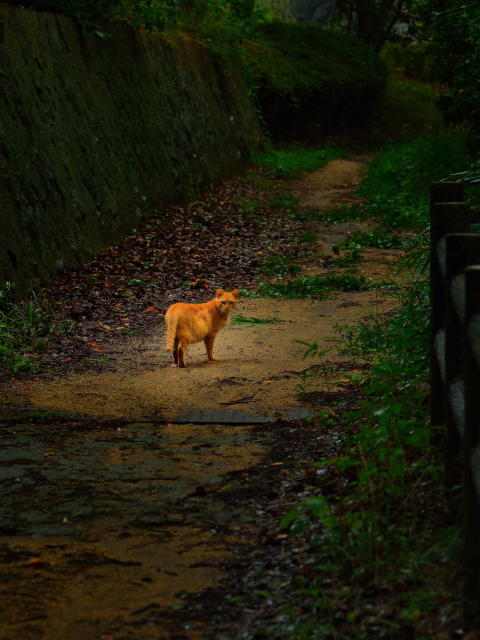Sfondi Golden Cat Walking In Forest 480x640