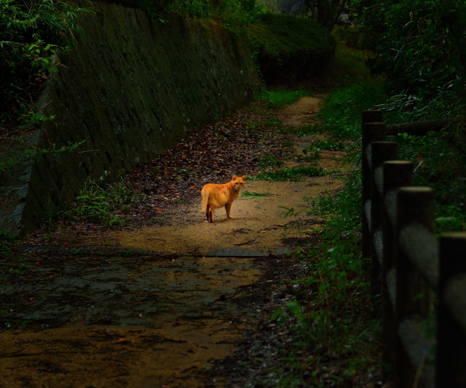 Sfondi Golden Cat Walking In Forest 960x800
