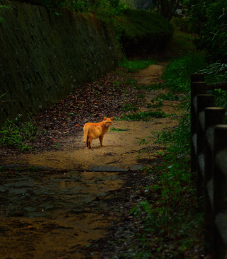 Golden Cat Walking In Forest - Obrázkek zdarma pro 176x220