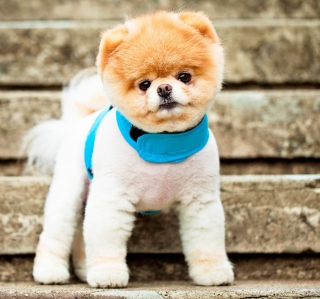 Boo The Cutest Dog - Obrázkek zdarma pro iPad 3