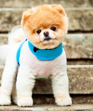 Boo The Cutest Dog - Obrázkek zdarma pro 240x320