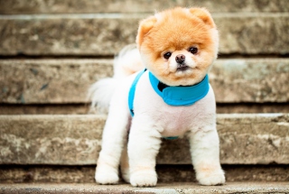 Boo The Cutest Dog - Obrázkek zdarma pro Nokia Asha 201