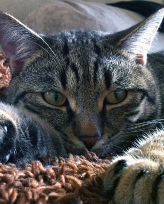 Cute Cat - Obrázkek zdarma pro 640x1136