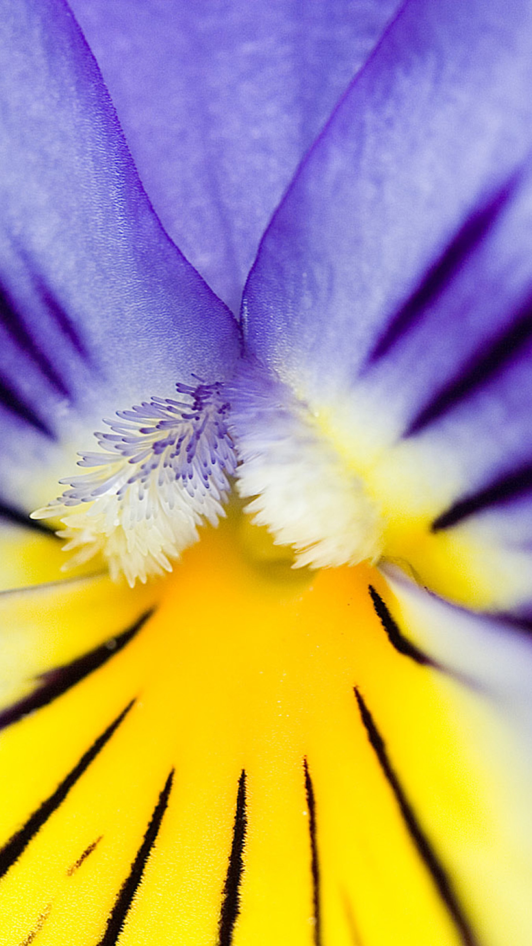 Yellow Purple Flower screenshot #1 1080x1920