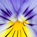 Screenshot №1 pro téma Yellow Purple Flower 128x128