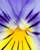 Sfondi Yellow Purple Flower 128x160