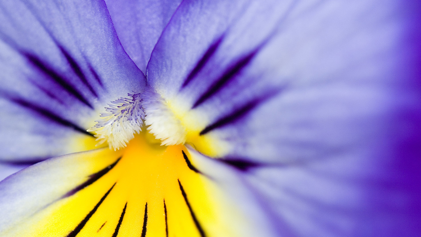 Обои Yellow Purple Flower 1366x768