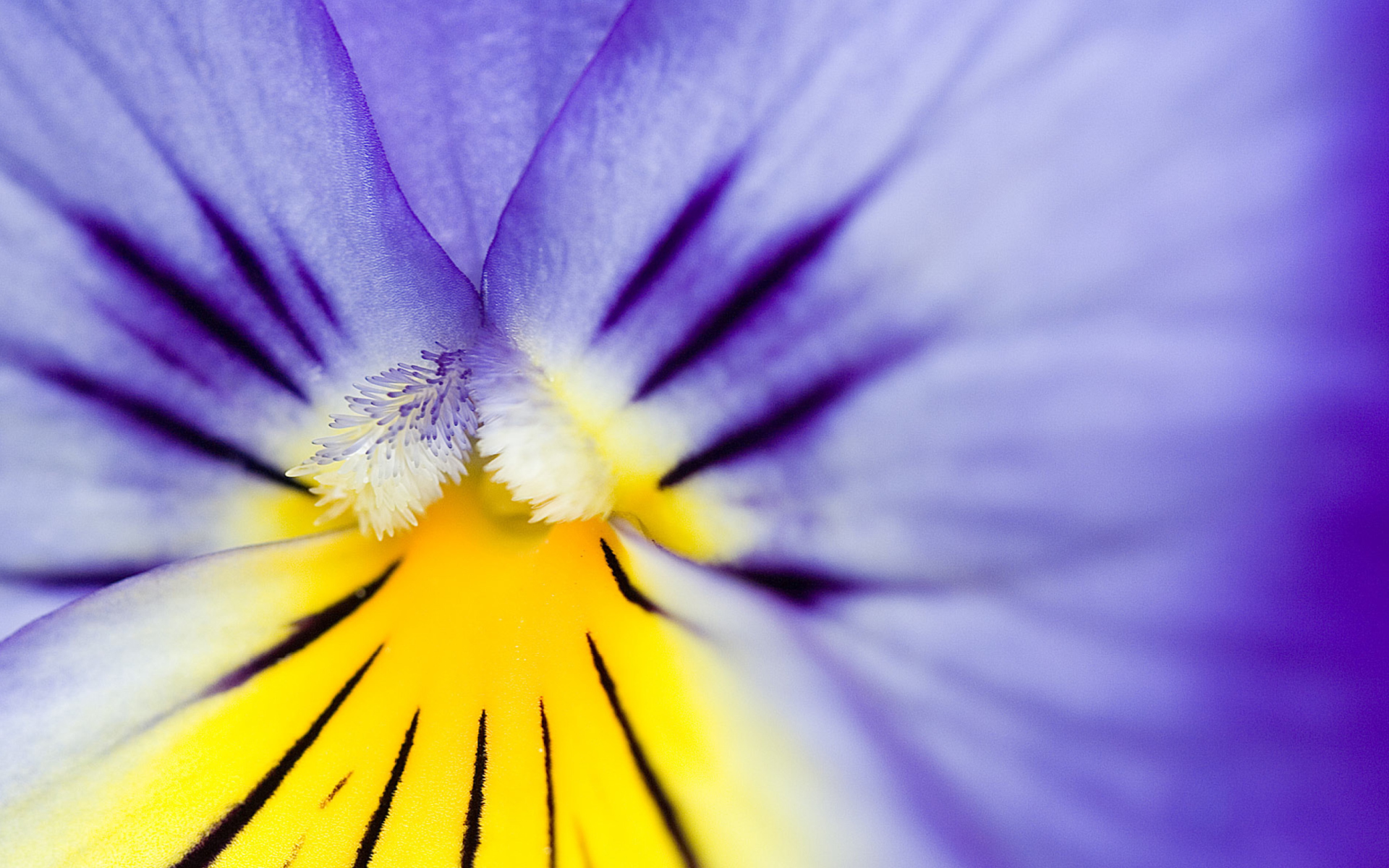 Screenshot №1 pro téma Yellow Purple Flower 1920x1200