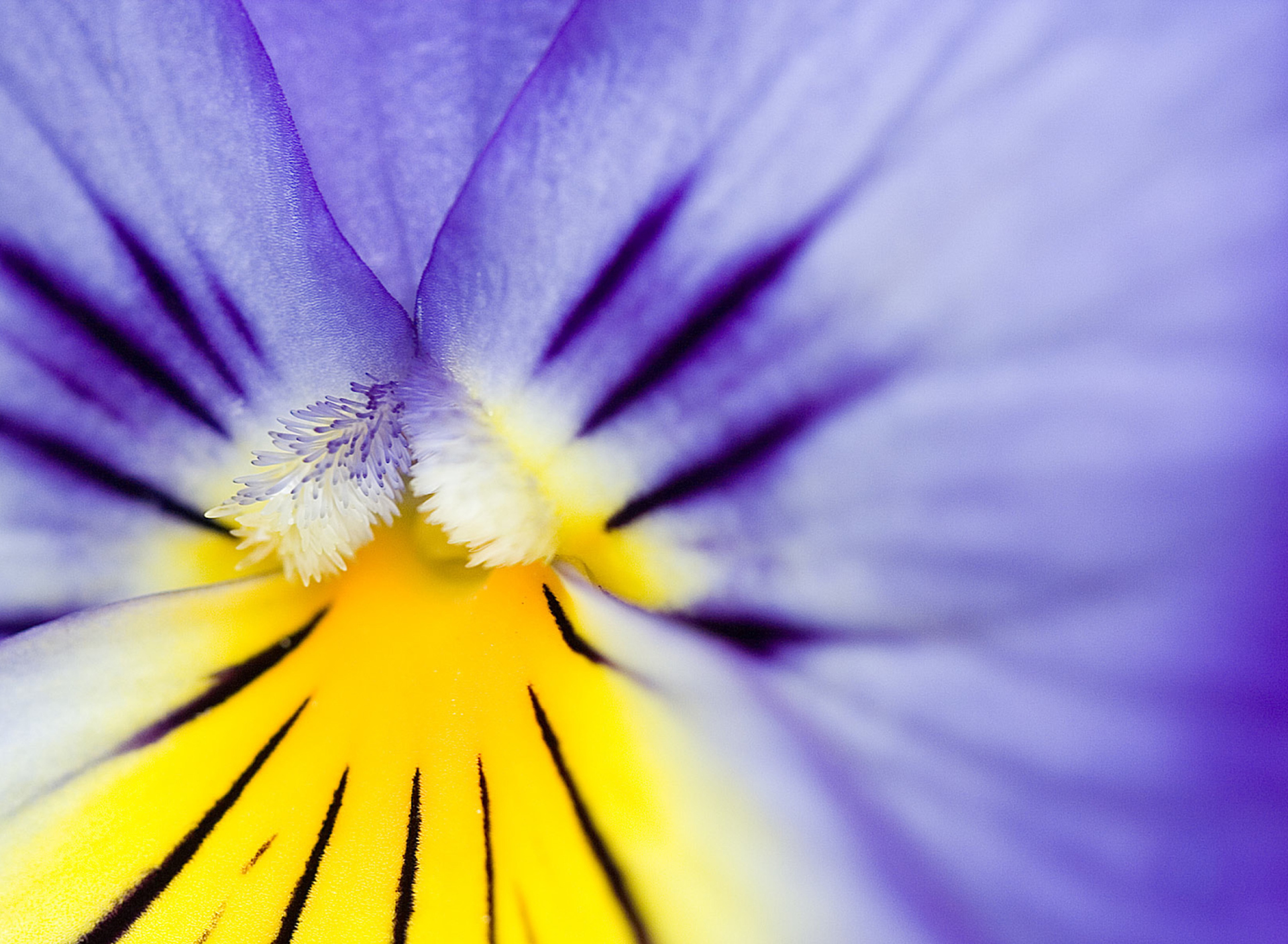 Fondo de pantalla Yellow Purple Flower 1920x1408