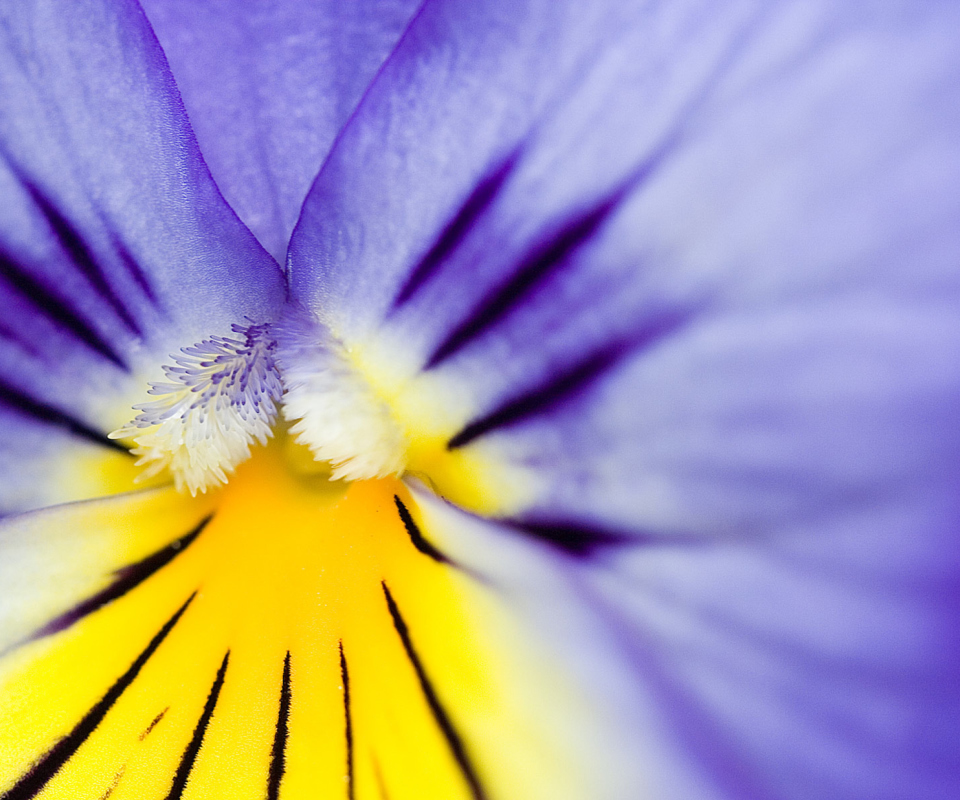 Fondo de pantalla Yellow Purple Flower 960x800