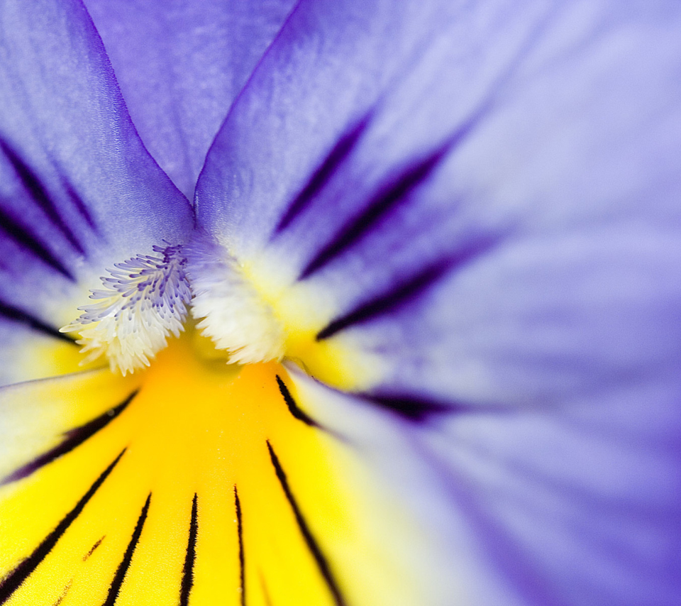 Screenshot №1 pro téma Yellow Purple Flower 960x854