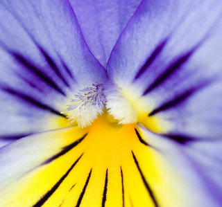 Yellow Purple Flower - Fondos de pantalla gratis para iPad Air