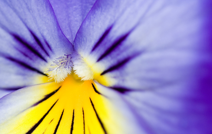 Screenshot №1 pro téma Yellow Purple Flower