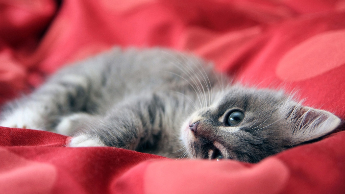 Cute Grey Kitty On Red Sheets screenshot #1 1366x768