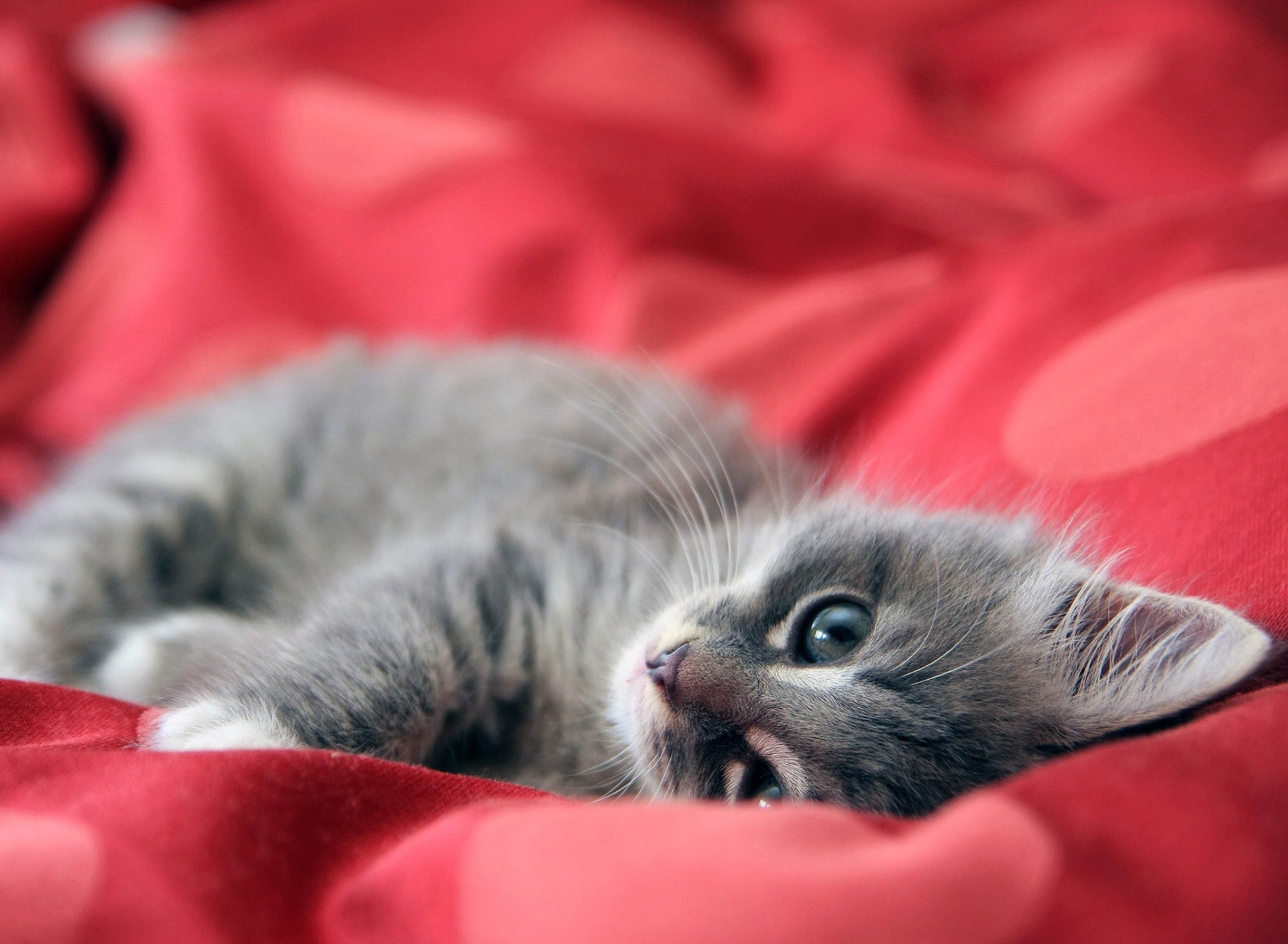 Обои Cute Grey Kitty On Red Sheets 1920x1408