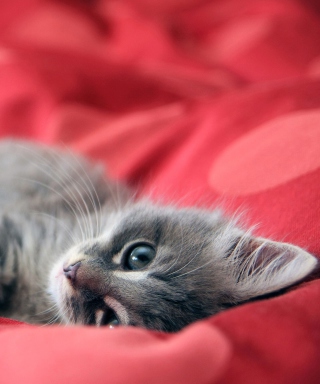 Cute Grey Kitty On Red Sheets - Obrázkek zdarma pro 640x960