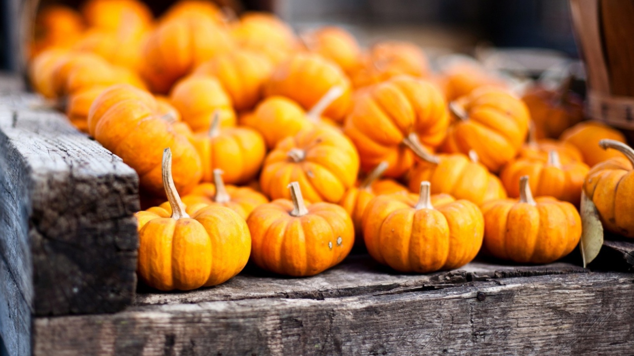 Обои Cute Small Pumpkins 1280x720