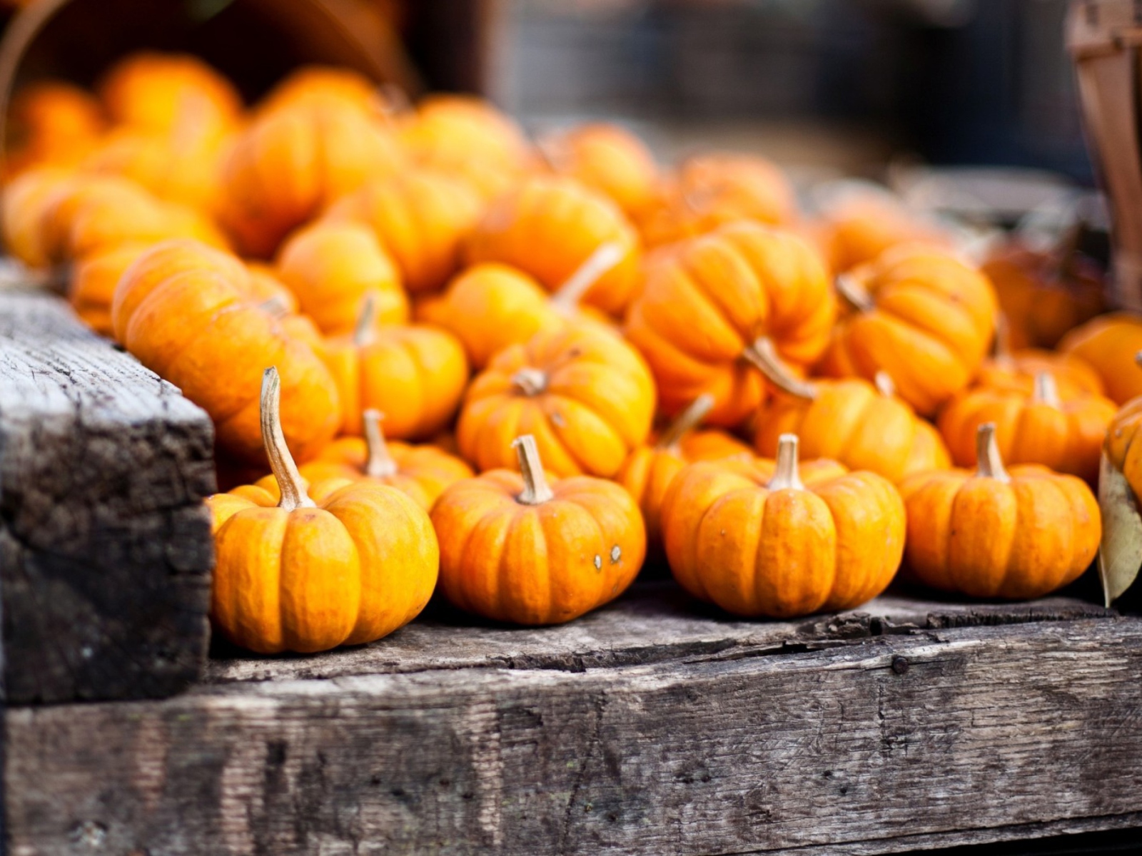 Fondo de pantalla Cute Small Pumpkins 1600x1200