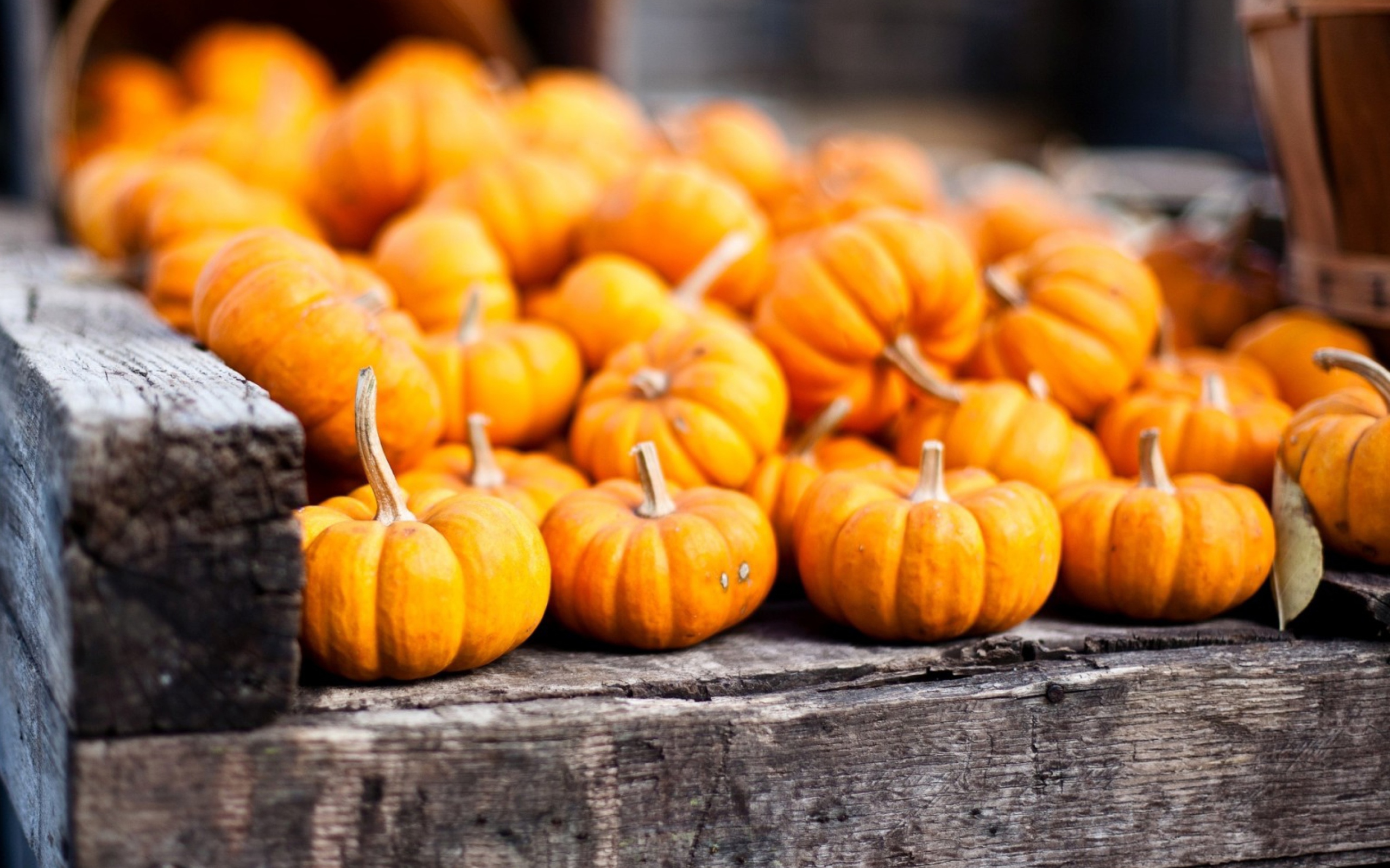 Обои Cute Small Pumpkins 2560x1600