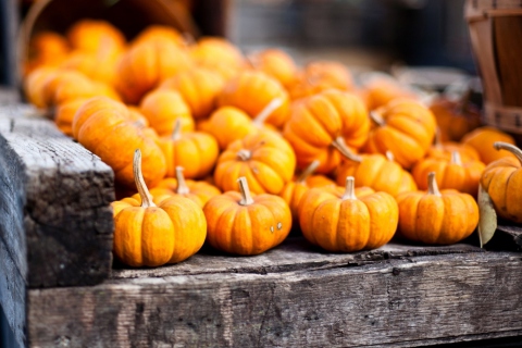 Обои Cute Small Pumpkins 480x320