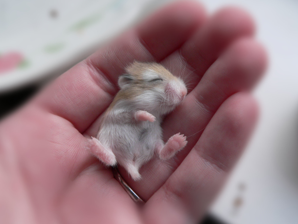 Screenshot №1 pro téma Baby Hamster 1024x768