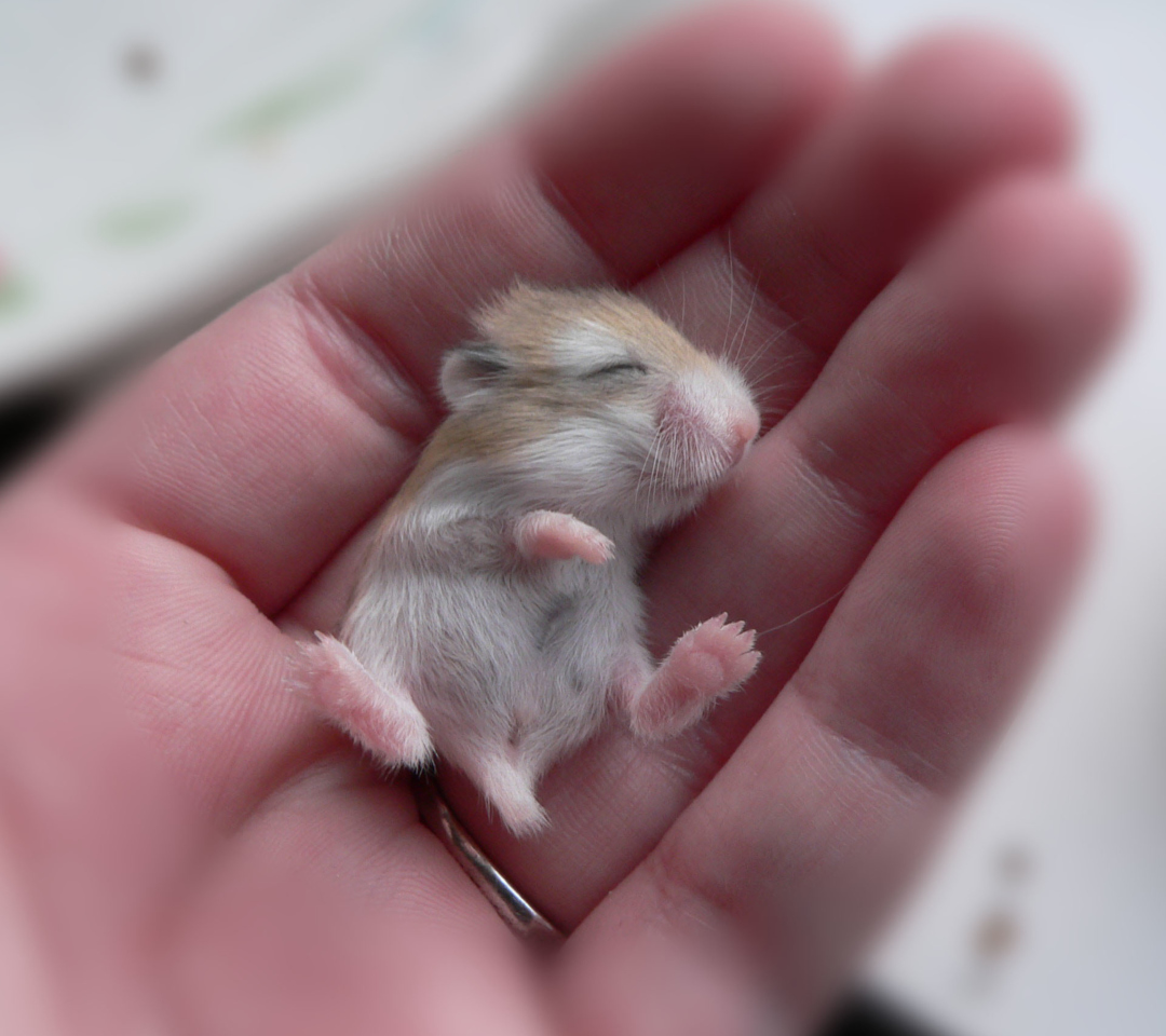 Fondo de pantalla Baby Hamster 1080x960