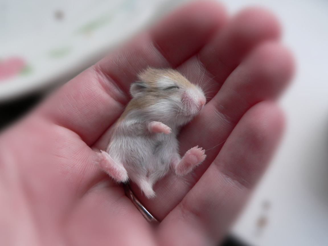Das Baby Hamster Wallpaper 1152x864