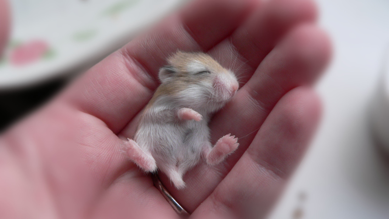 Das Baby Hamster Wallpaper 1280x720