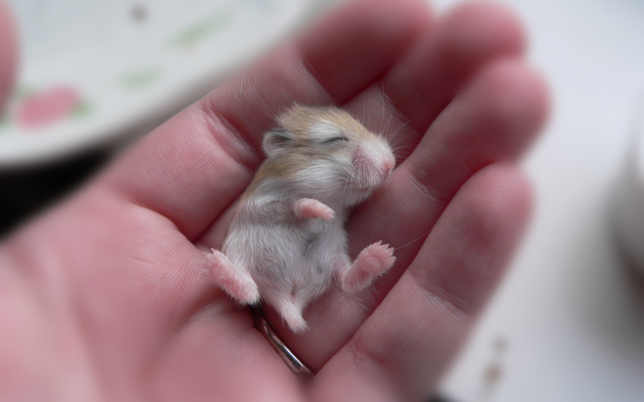 Обои Baby Hamster 1280x800