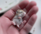 Fondo de pantalla Baby Hamster 176x144