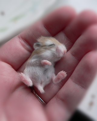 Baby Hamster - Obrázkek zdarma pro 240x400