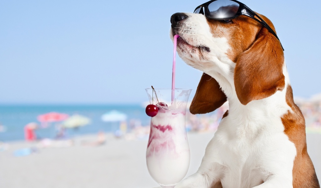 Trendy dog in resort screenshot #1 1024x600