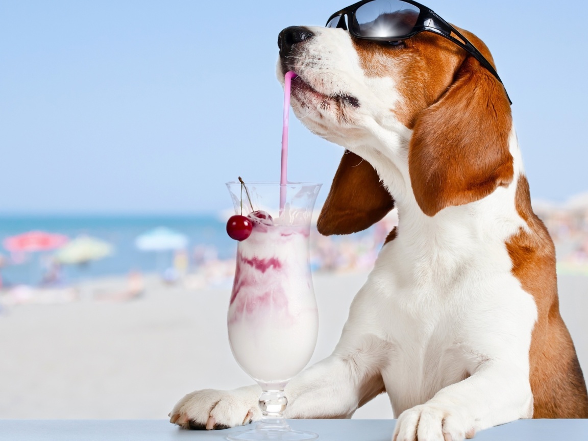 Das Trendy dog in resort Wallpaper 1152x864