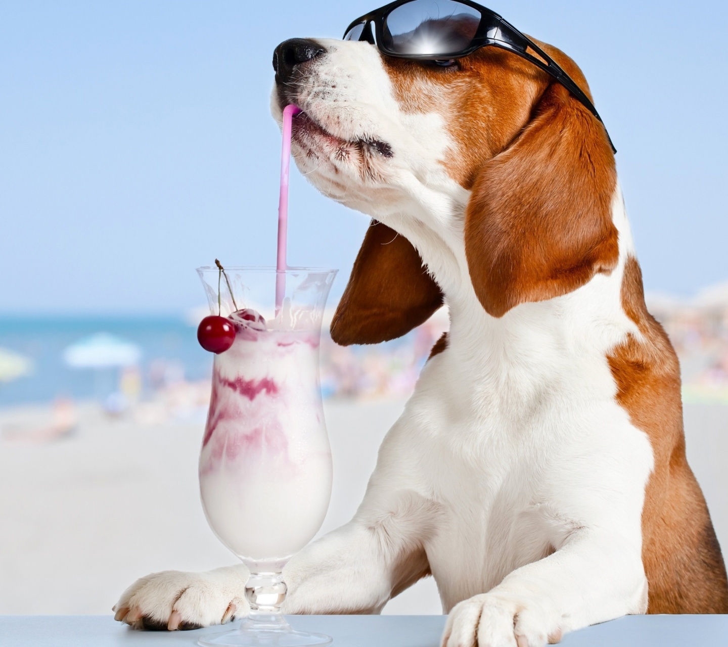 Das Trendy dog in resort Wallpaper 1440x1280
