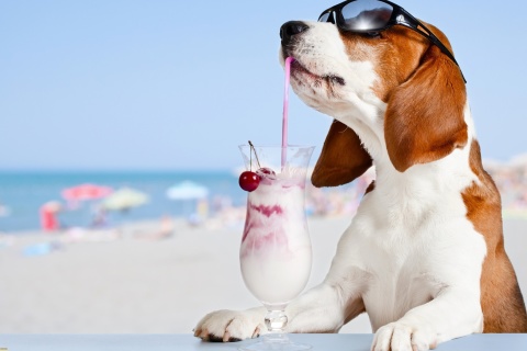 Das Trendy dog in resort Wallpaper 480x320