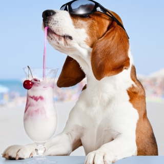 Trendy dog in resort - Obrázkek zdarma pro iPad Air