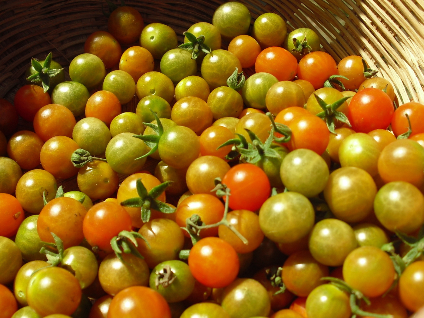Обои Tomatoes 1400x1050