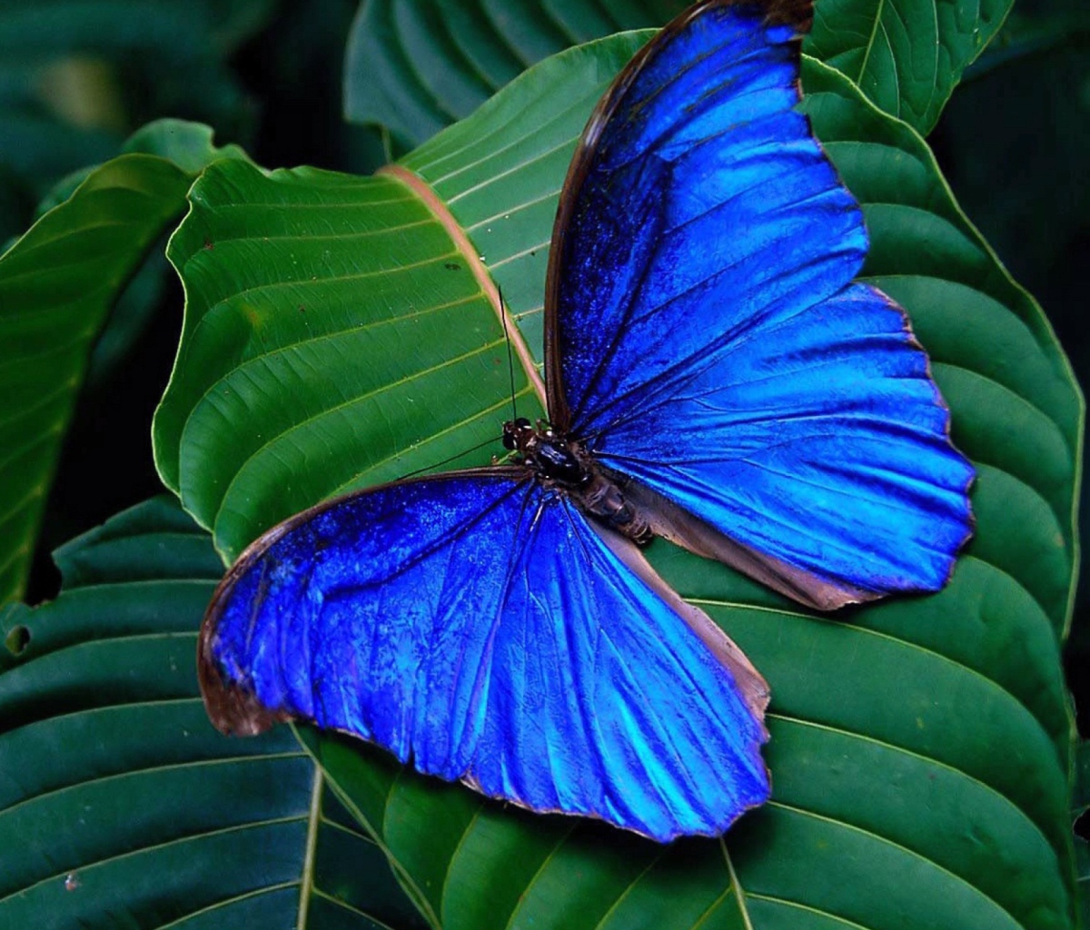 Blue Butterfly screenshot #1 1200x1024