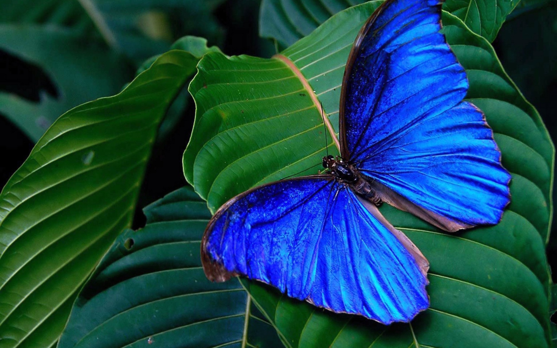 Fondo de pantalla Blue Butterfly 1920x1200
