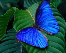 Обои Blue Butterfly 220x176