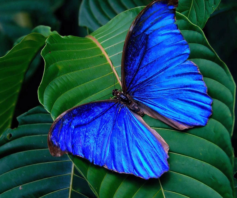 Screenshot №1 pro téma Blue Butterfly 960x800