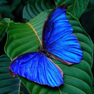 Blue Butterfly Wallpaper for 2048x2048